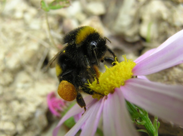 Bumblebee_05